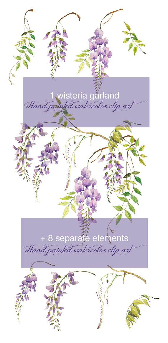 570x1158 Wisteria Clipart Drawing - Wisteria Watercolor