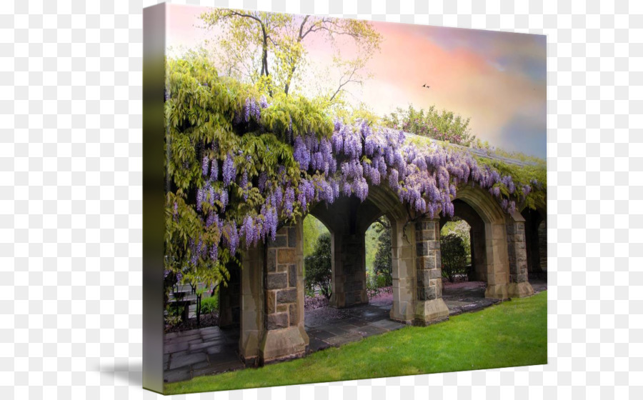 900x560 Download Canvas Print Art Moon Bridge Wisteria Wisteria Watercolor - Wisteria Watercolor