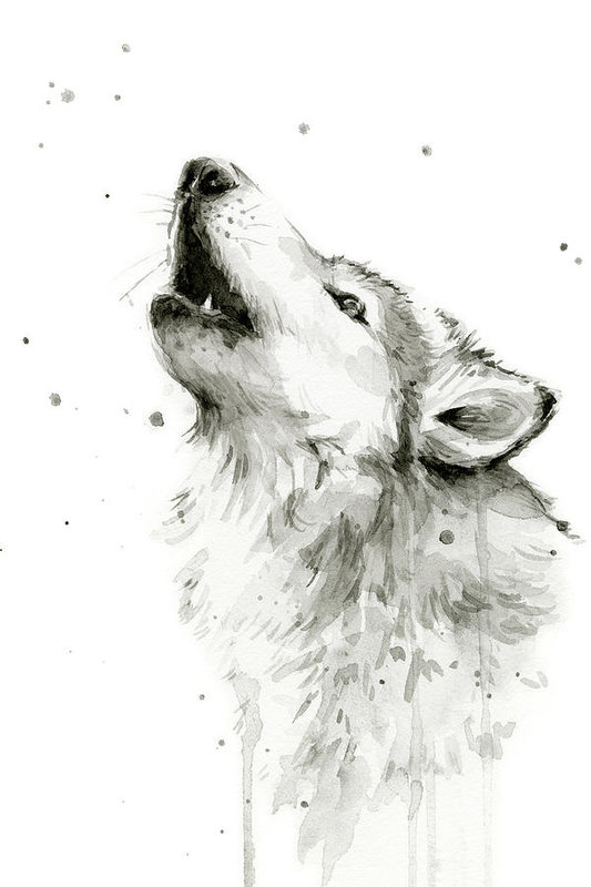 533x800 Howling Wolf Watercolor Art Print By Olga Shvartsur - Wolf Watercolor
