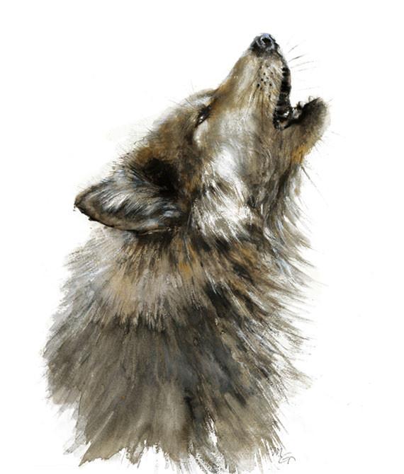 570x670 Wolf Watercolor Archival Print Mira Guerquin Watercolors - Wolf Watercolor