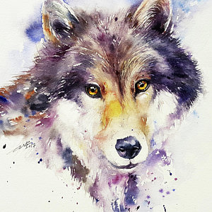 300x300 Wolf Watercolor Paintings Fine Art America - Wolf Watercolor