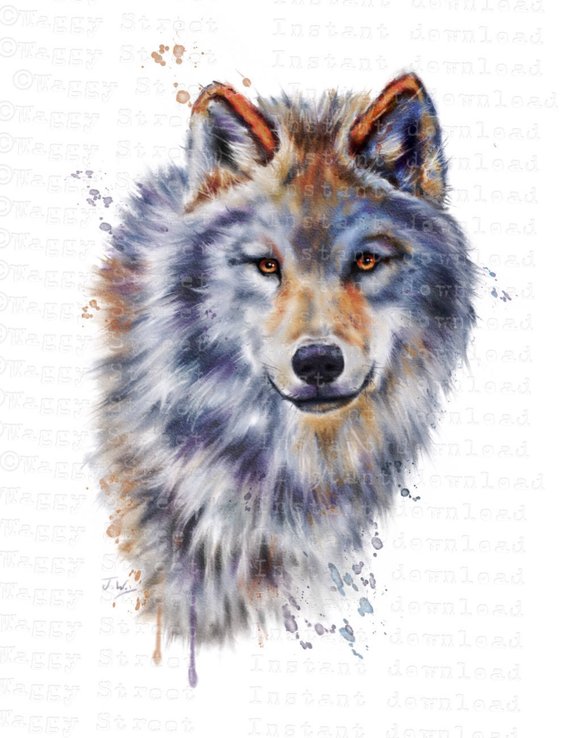 570x738 Wolf Clipart. Animal Clipart Watercolor Clipart Wolves Etsy - Wolf Watercolor