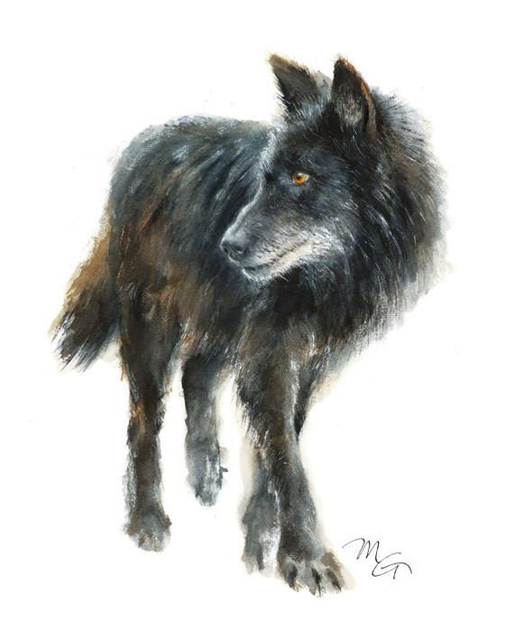 570x700 Black Wolf Watercolor Archival Print Mira Guerquin Watercolors - Wolf Watercolor