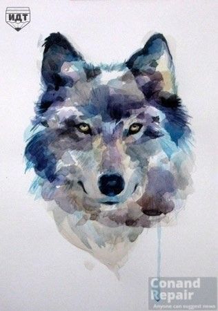 316x450 How To Draw A Wolf - Wolf Watercolor