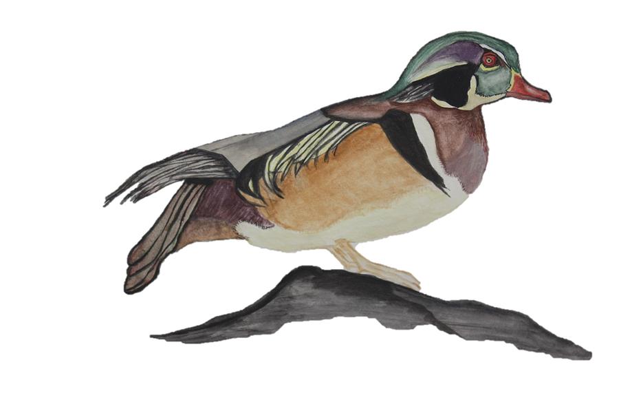900x600 Original Wood Duck Watercolor Painting Painting By Christian Galligher - Wood Duck Watercolor
