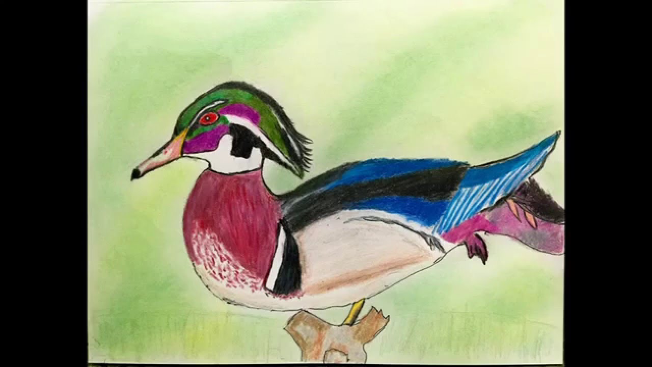 1280x720 Speed Paint Of A Wood Duck In Color Pencils Wsoft Pastel - Wood Duck Watercolor