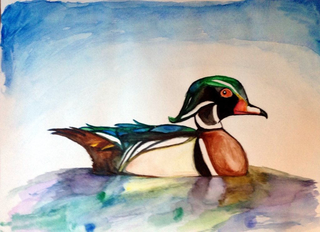 1024x742 Watercolor Wood Duck By Manicmagician - Wood Duck Watercolor