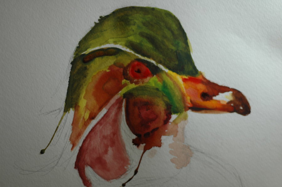 900x598 Wood Duck - Wood Duck Watercolor