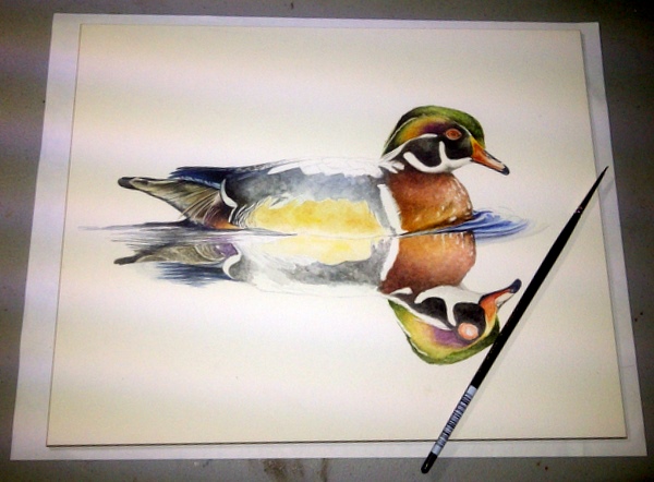 600x442 Wood Duck Drake - Wood Duck Watercolor