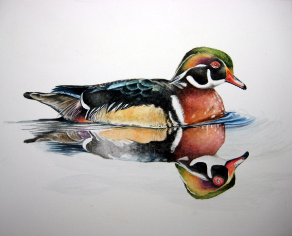 600x484 Wood Duck Drake [Archive] - Wood Duck Watercolor
