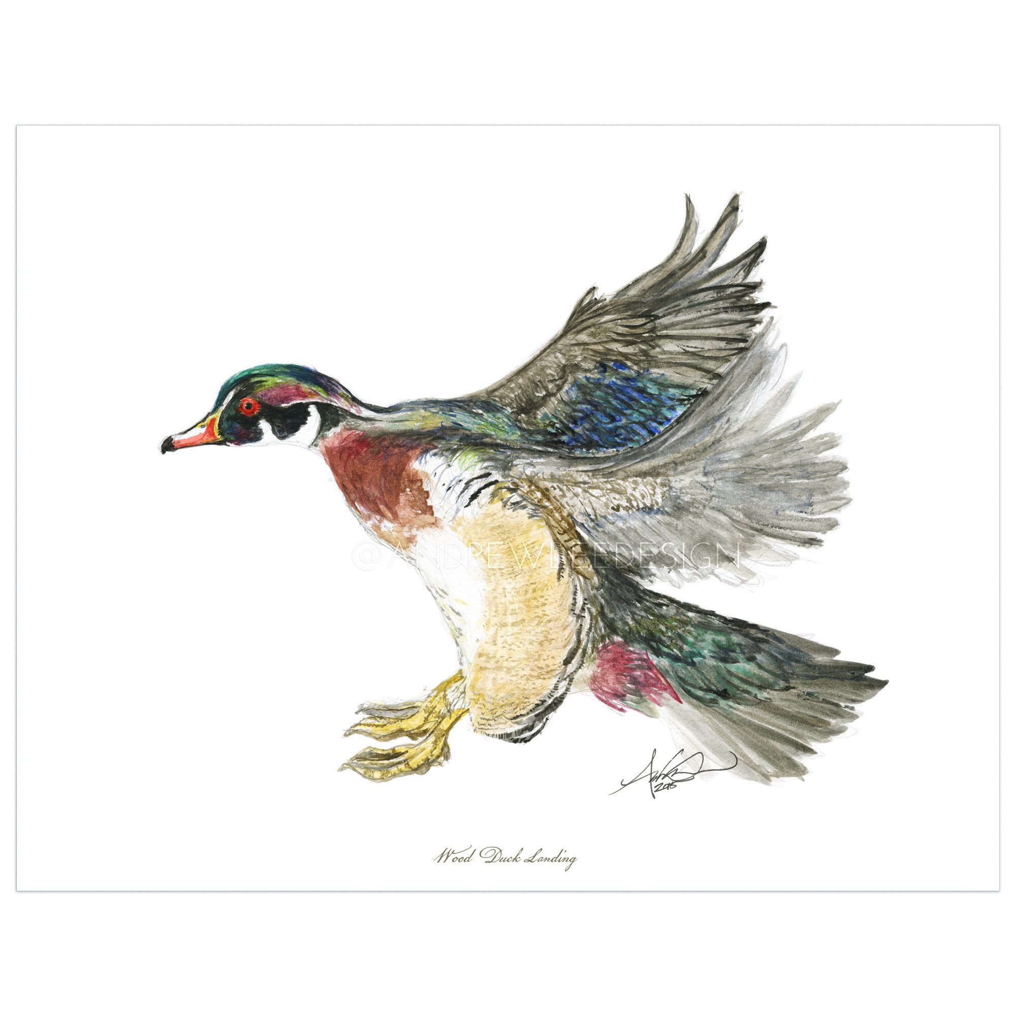2000x2000 Wood Duck Landing - Wood Duck Watercolor