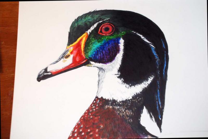 800x535 Wood Duck Portrait In Markers Step By Step Crossposted In Aampw - Wood Duck Watercolor