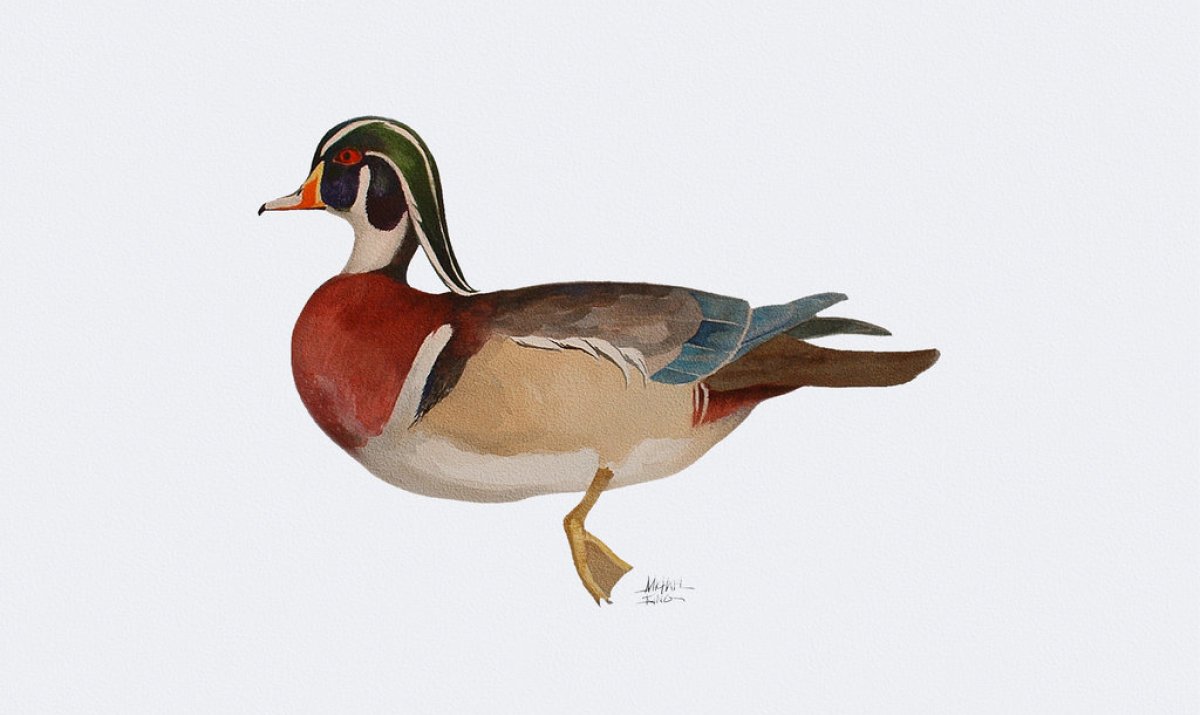 1200x715 Wood Duck Watercolor Wooden Thing - Wood Duck Watercolor