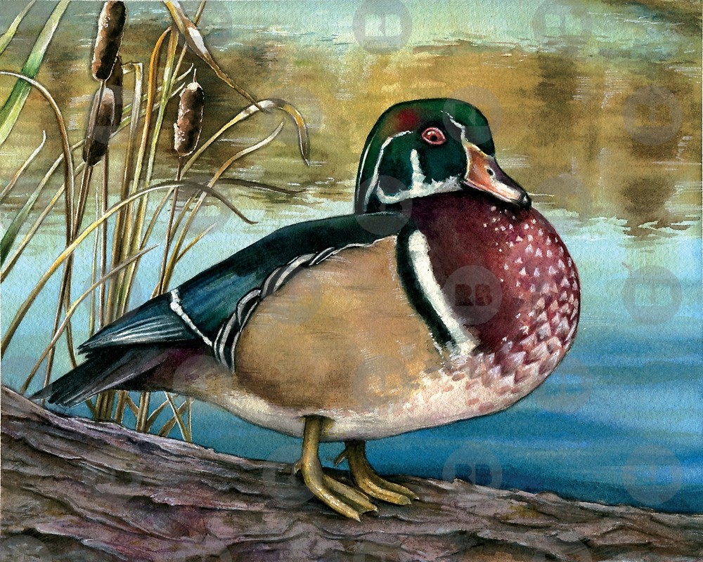 1000x800 Wood Duck Watercolor By Katelynarquette Redbubble - Wood Duck Watercolor