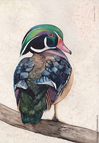 420x609 Wood Duck. Ducks. Traditional Art ( Watercolor). Prof. Paper - Wood Duck Watercolor