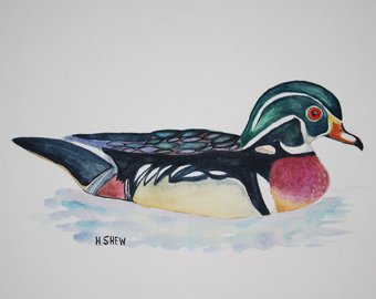 340x270 Wood Duck Watercolor Etsy - Wood Duck Watercolor