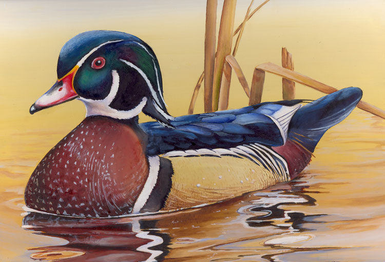 750x512 Leemetcalf Blog 2012 Montana Junior Duck Stamp Contest Results - Wood Duck Watercolor