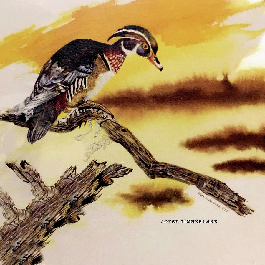 900x900 Lone Wood Duck Painting By Joyce Timberlake - Wood Duck Watercolor