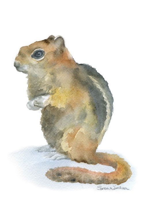 500x750 Chipmunk Watercolor Chipmunks, Watercolor And Portraits - Woodland Animals Watercolor