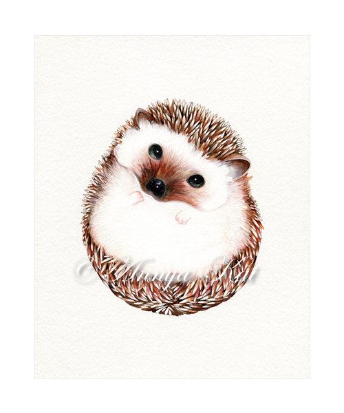 500x600 Drawn Hedgehog Illustration - Woodland Animals Watercolor