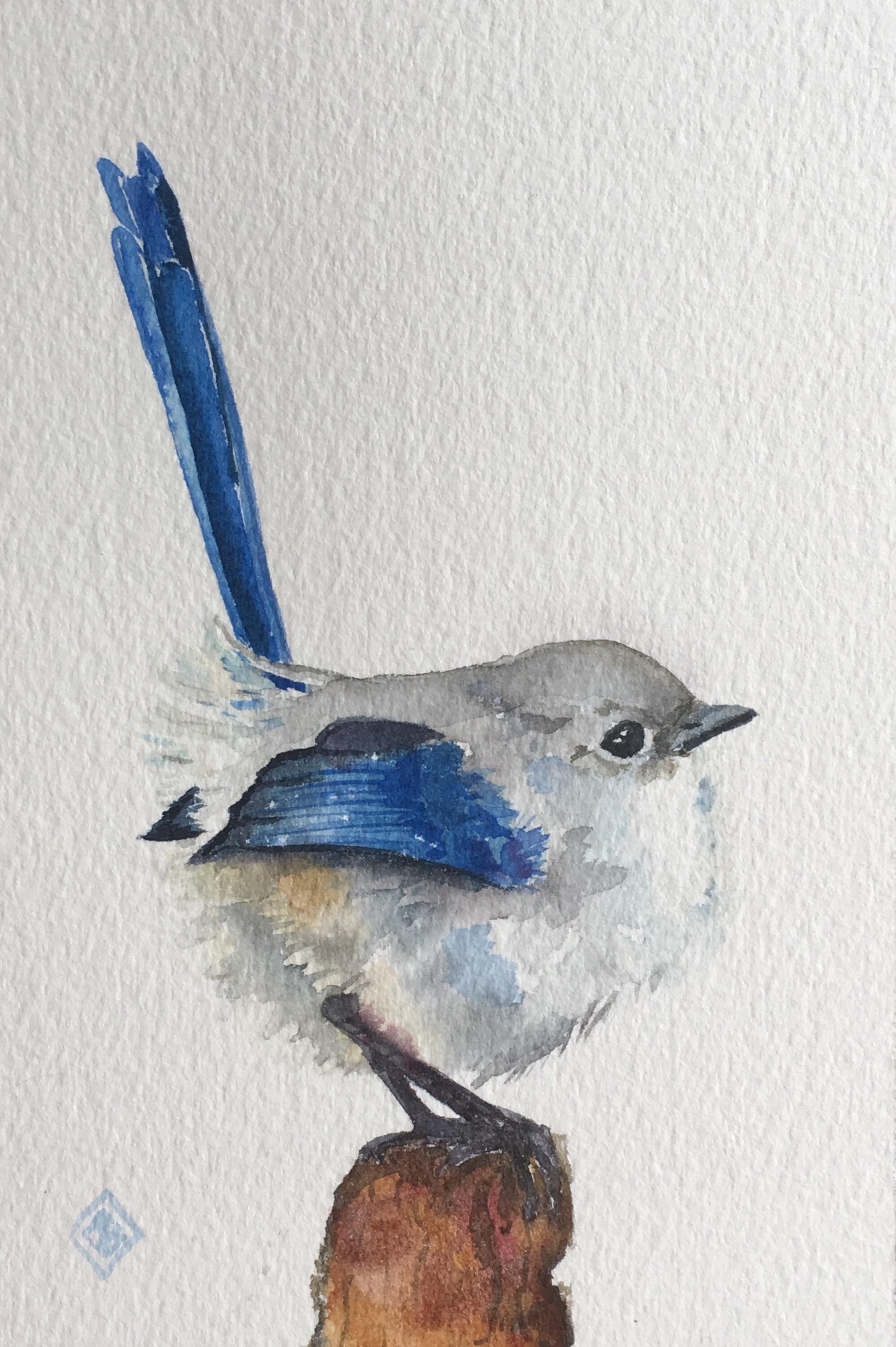 1999x3003 Fairy Wren, Watercolor, Art - Wren Watercolor