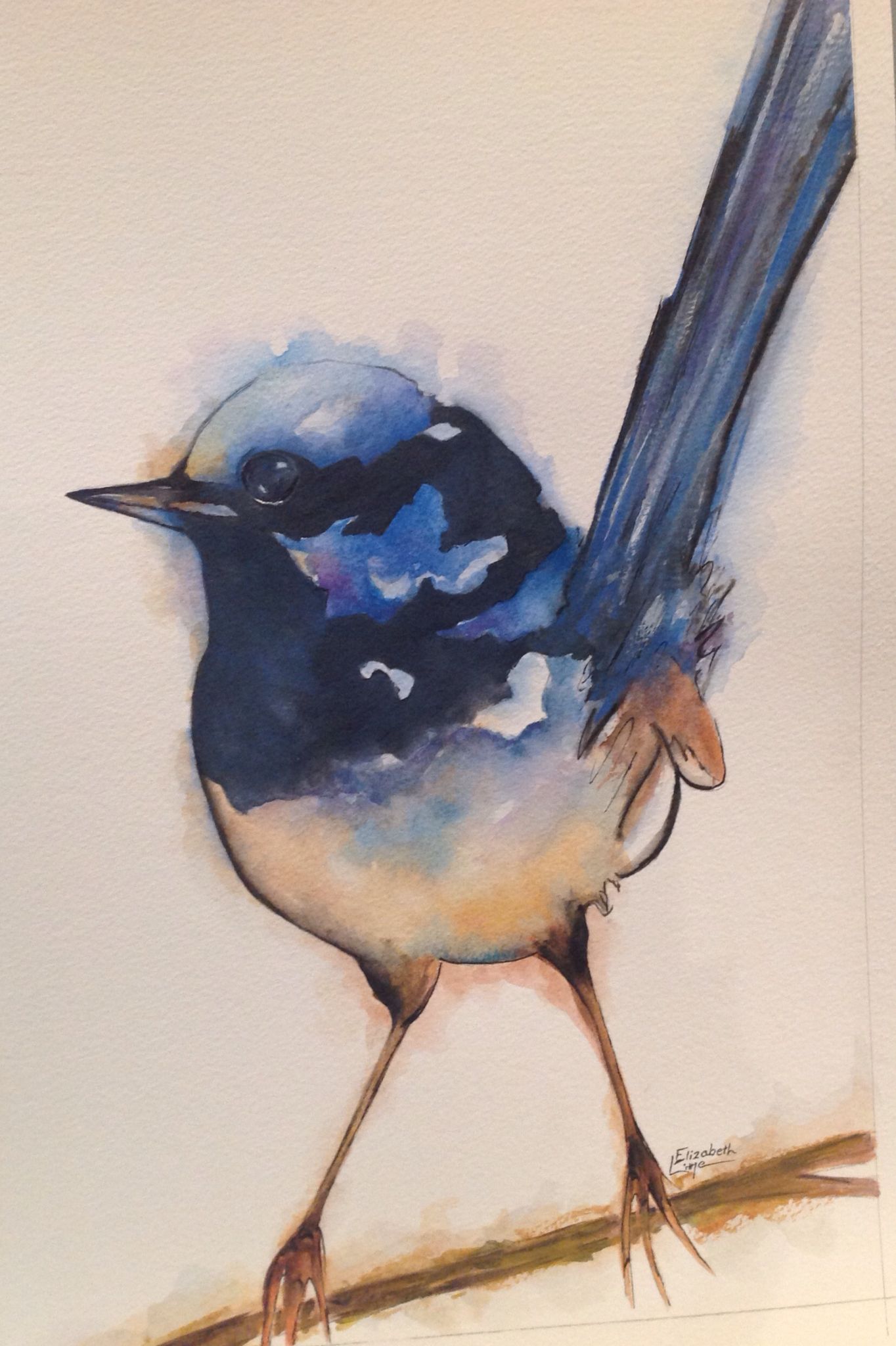 1364x2048 Superb Blue Wren, Watercolour, Elizabeth Little Bird Paintings - Wren Watercolor