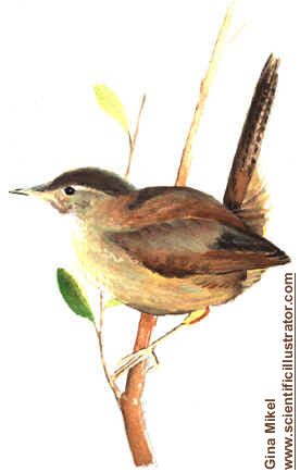 276x434 Wren, Watercolor Painting - Wren Watercolor