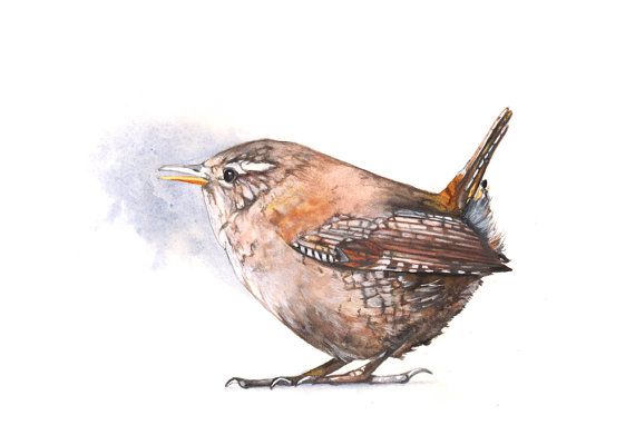 570x400 Wren Watercolor Painting Print Of Watercolor Painting Wall Art - Wren Watercolor