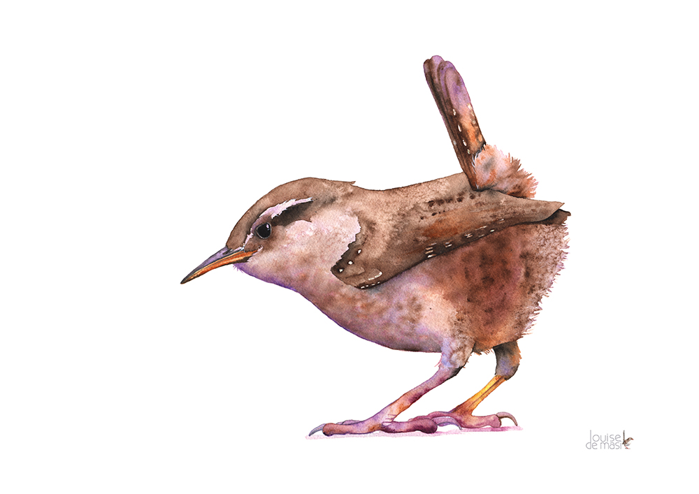 1000x707 Wren Louise De Masi - Wren Watercolor
