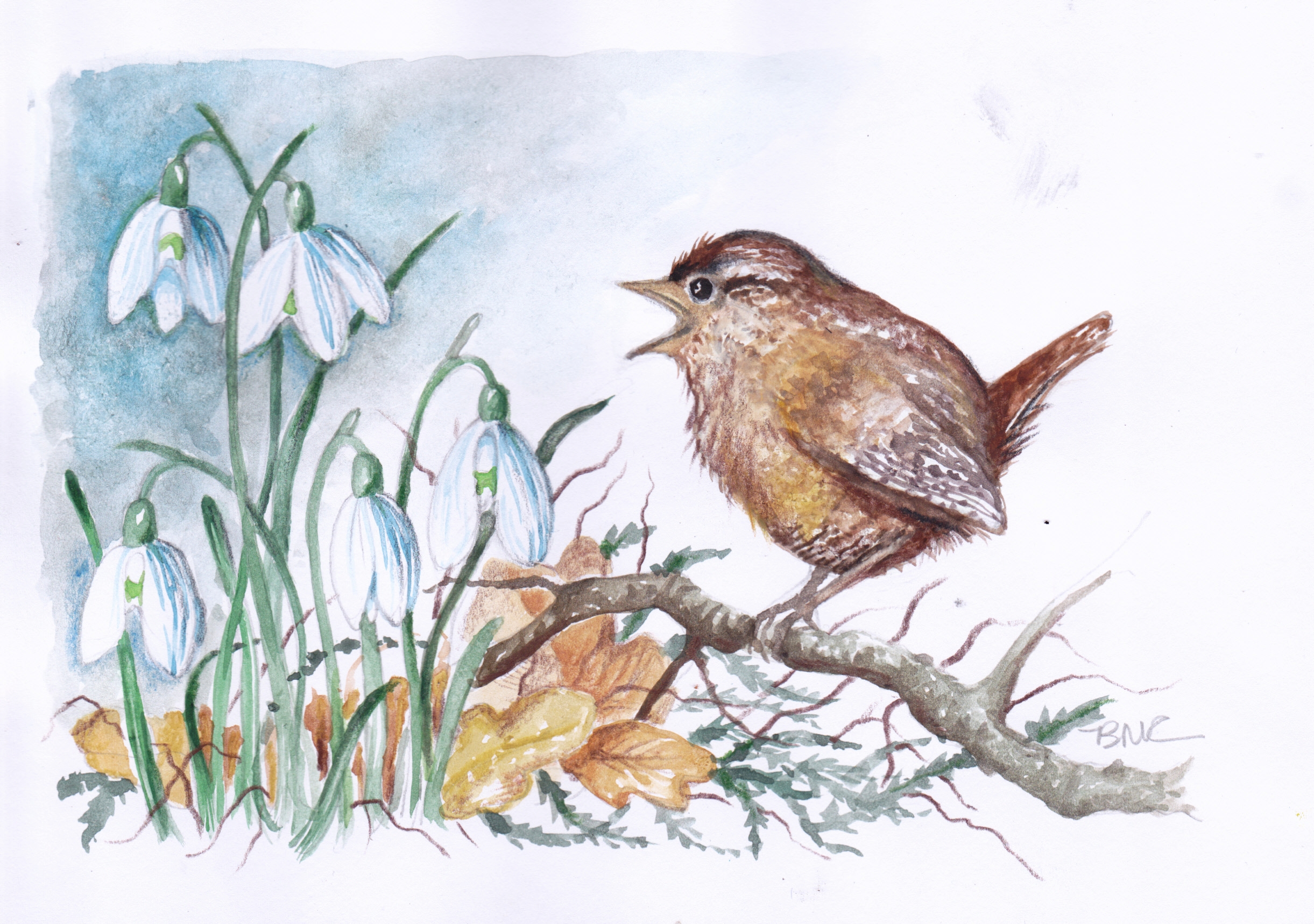 2442x1718 Wren And Snowdrops Watercolour Painting Bee Arts - Wren Watercolor