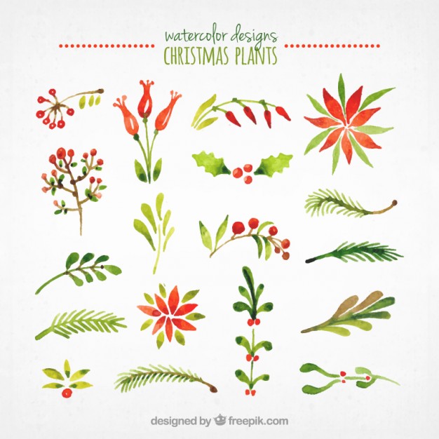 626x626 Watercolor Christmas Plants Collection Vector Free Download - Xmas Watercolor