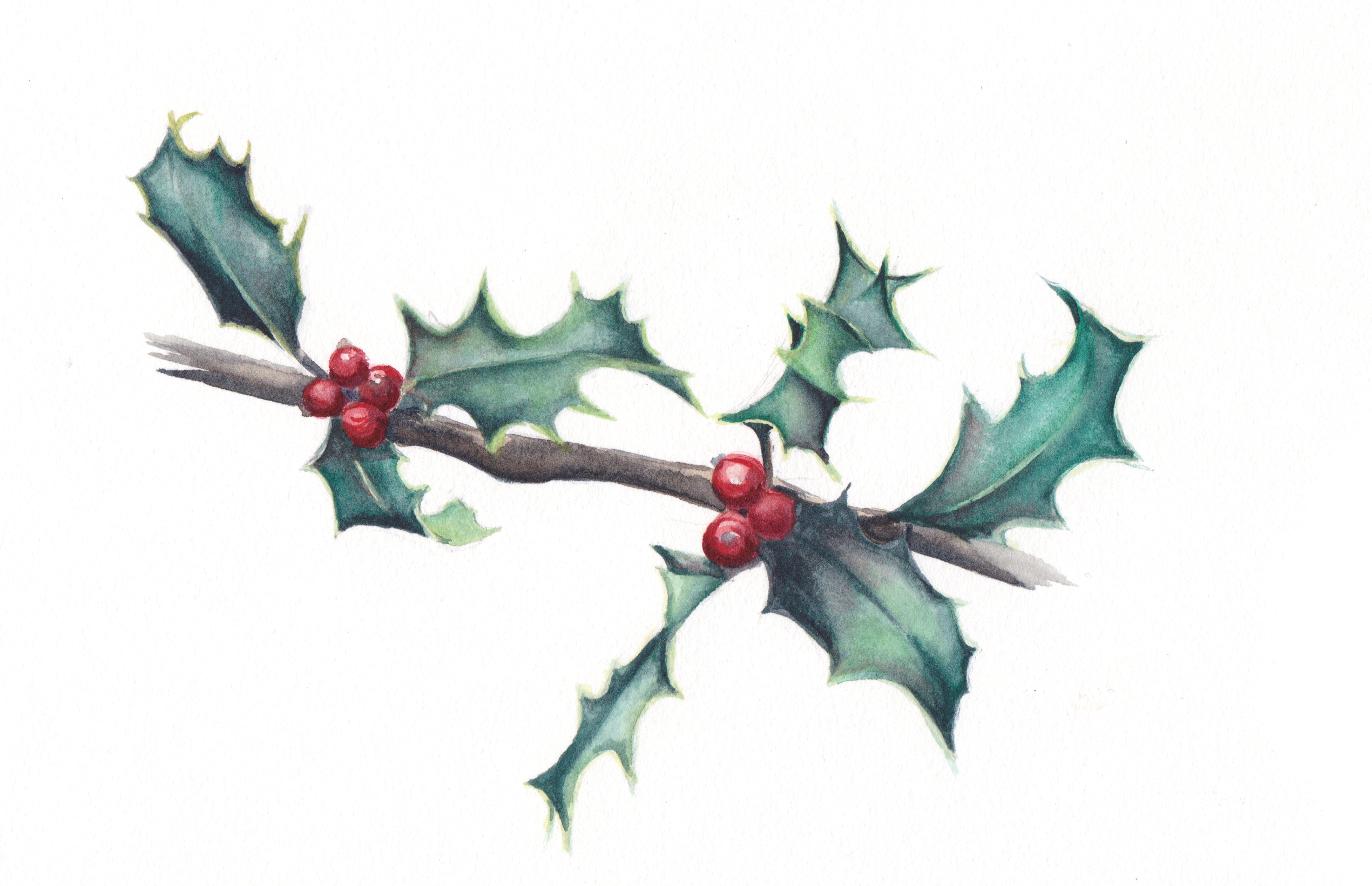 2541x1641 7 Holly Leaves Original Watercolor Esther Beler Wodrich - Xmas Watercolor