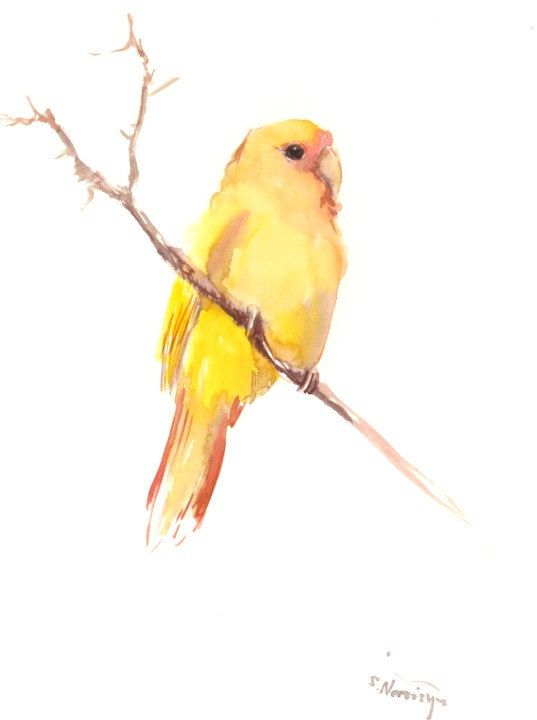 537x720 Lovebird Painting, Yellow, Bird Painting, Original Watercolor 12 X - Yellow Bird Watercolor