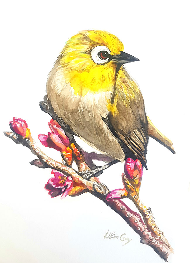 650x900 Silvereye - Yellow Bird Watercolor