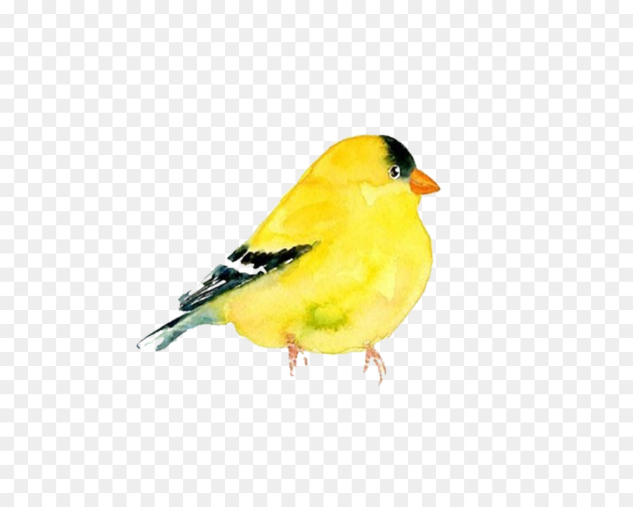 900x720 The Goldfinch Domestic Canary Bird Watercolor Painting Clip Art - Yellow Bird Watercolor