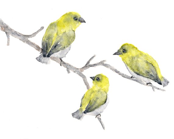 570x456 Watercolor Bird Painting Bird Art Yellow Birds Nature Etsy - Yellow Bird Watercolor
