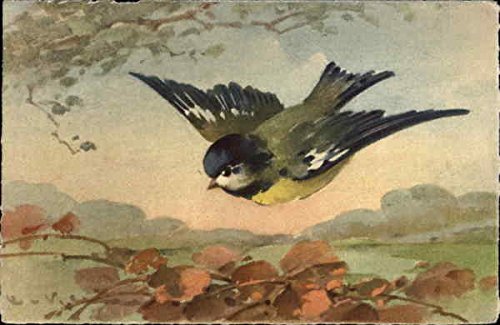 500x325 Watercolor Of Blue And Yellow Bird Flying Birds Original Vintage - Yellow Bird Watercolor
