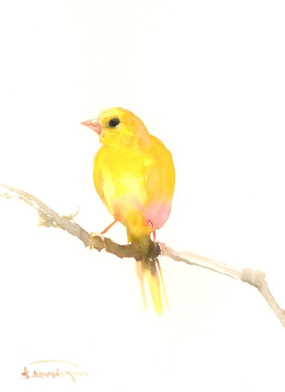 567x780 Yellow Bird Paintings - Yellow Bird Watercolor