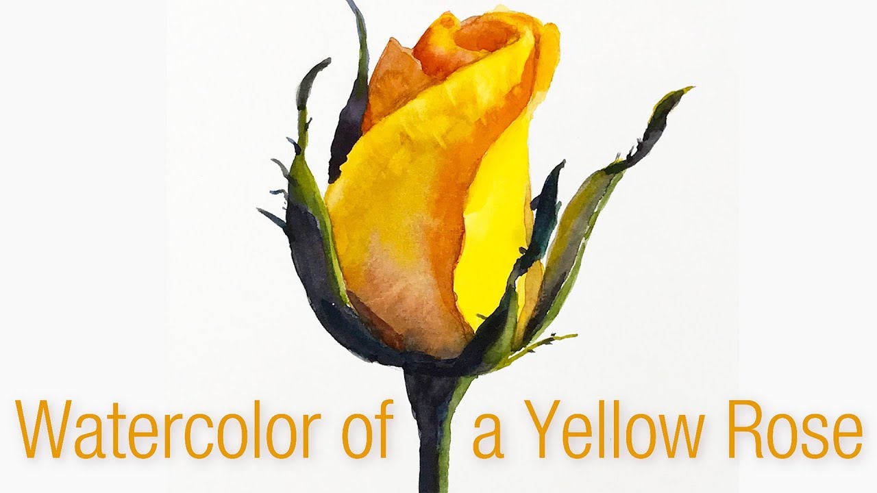 1280x720 Step By Step Watercolor Painting Of A Yellow Rose Bud - Yellow Flower Watercolor