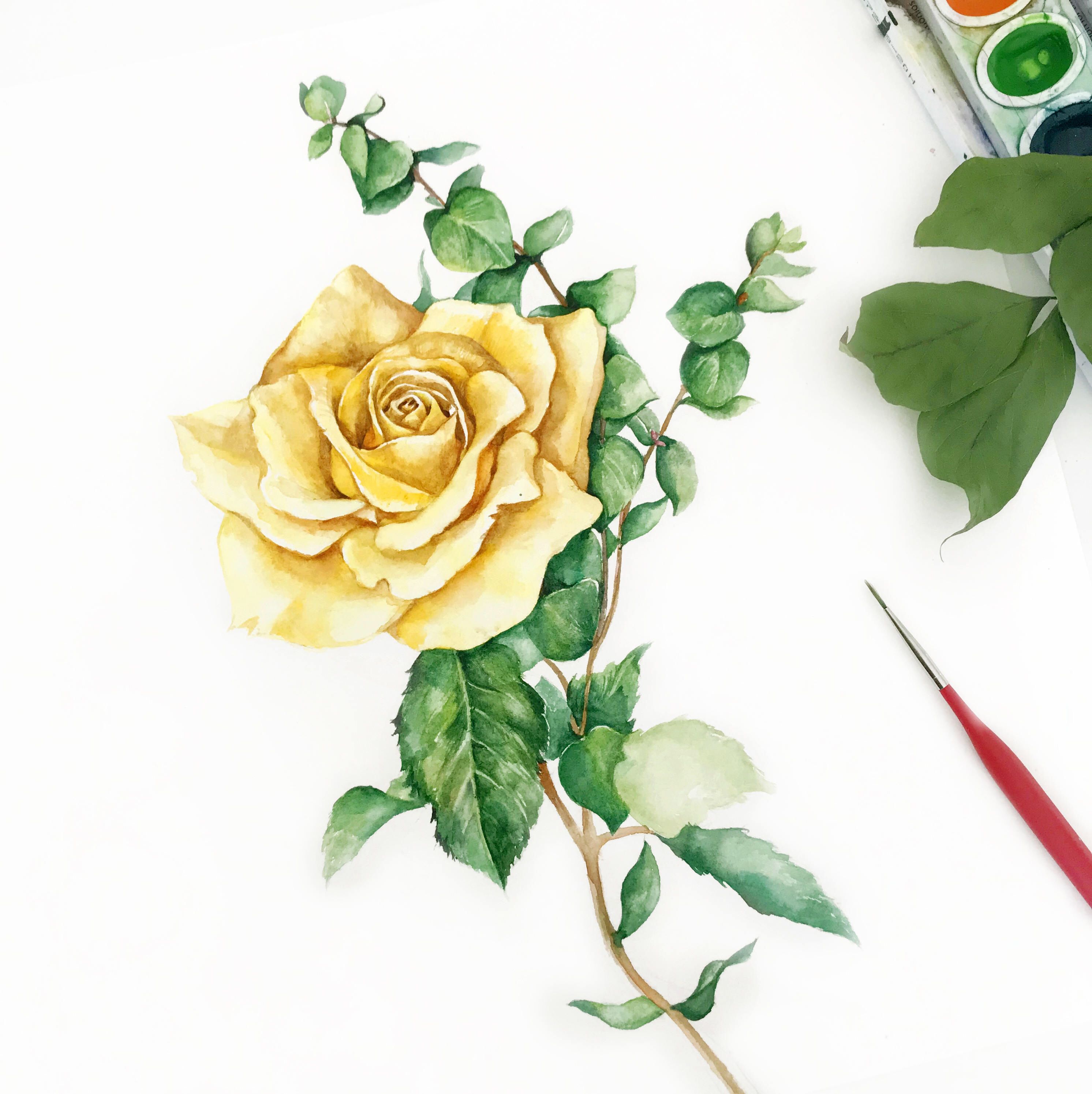 2984x2988 Original Watercolor Painting Yellow Rose, Watercolor Rose Painting - Yellow Rose Watercolor