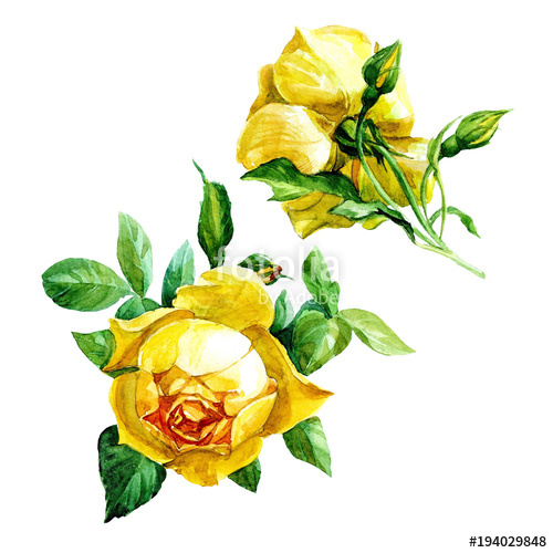 500x500 Set Of Two Yellow Roses Isolated On White Background, Painted In - Yellow Rose Watercolor