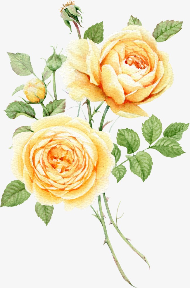 Yellow Rose Watercolor at PaintingValley.com | Explore collection of ...