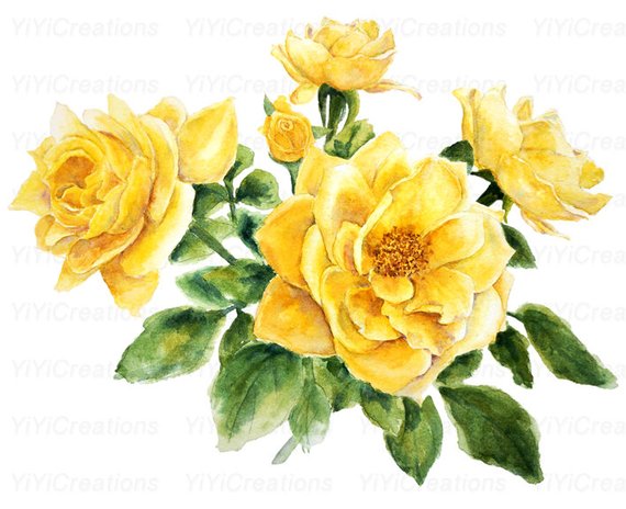 570x464 Watercolor Yellow Rose Clipart Hand Painted Flower In Mason Etsy - Yellow Rose Watercolor