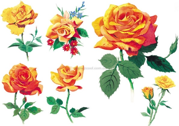 594x419 Watercolor Style Roses Highdefinition Picture Yellow Rose 6p Free - Yellow Rose Watercolor