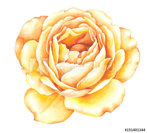 500x451 Yellow Rose Watercolor Illustration. Watercolor Roses Flowers - Yellow Rose Watercolor