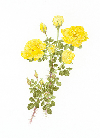 348x480 Mcf - Yellow Rose Watercolor