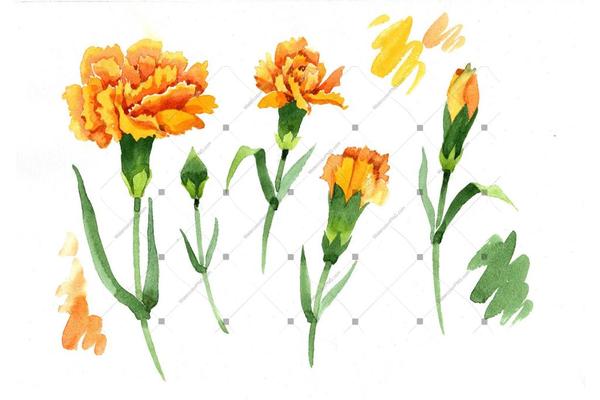 600x400 Yellow Dianthus Png Watercolor Flower Set Watercolorpng - Yellow Watercolor Flowers