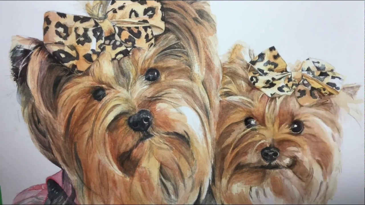 1280x720 Scottieandcasie - Yorkie Watercolor