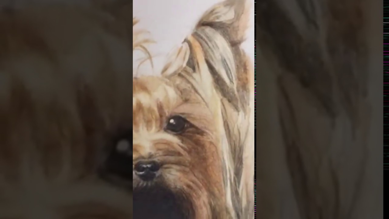 1280x720 Scottieandcasie Fine Art - Yorkie Watercolor