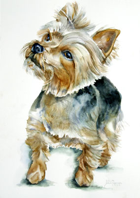 284x400 Pet Portraits In Watercolor - Yorkshire Terrier Watercolor